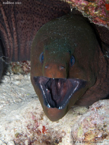 Say aahh... Giant moray eel. Canon G10. by Bea & Stef Primatesta 